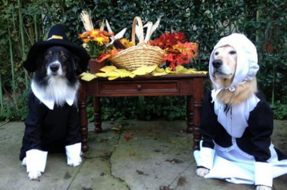 Image result for Cat and Dog Funny Happy Thanksgiving