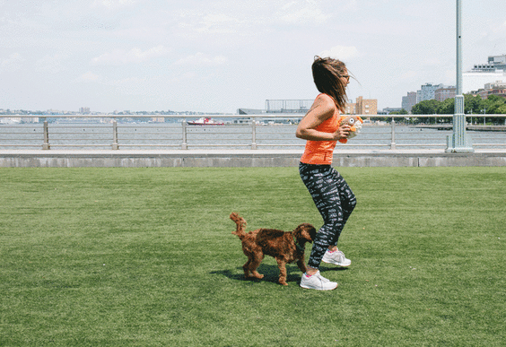Тренировка для собак: 4-позиционный ход