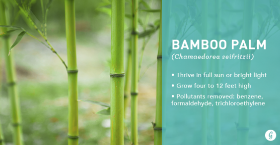 9 Easy-to-Care For Houseplants That Clean the Air: Bamboo Palm