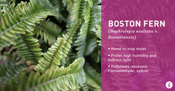 9 Easy-to-Care For Houseplants That Clean the Air: Boston Fern