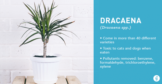 9 Easy-to-Care For Houseplants That Clean the Air: Dracaena