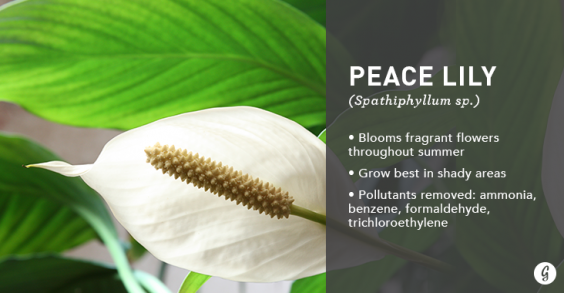 9 Easy-to-Care For Houseplants That Clean the Air: Peace Lily