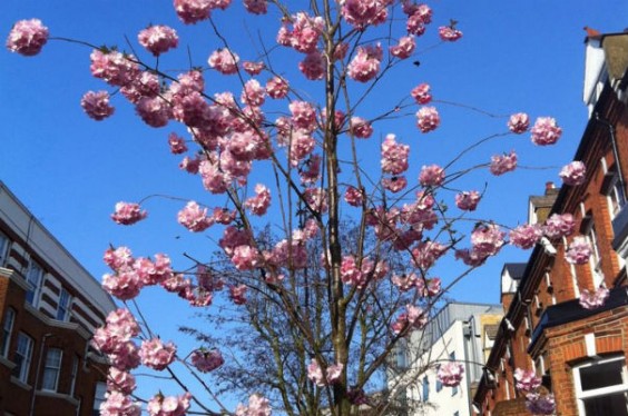 Trees for Cities